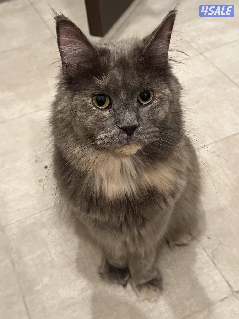 قطة ماين كون للبيع2