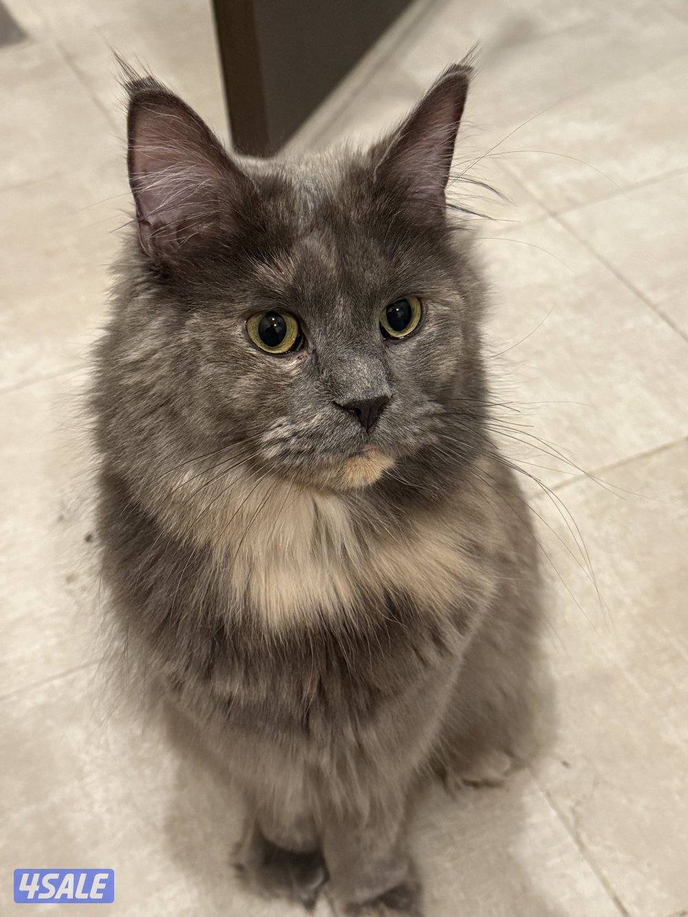 قطة ماين كون للبيع3