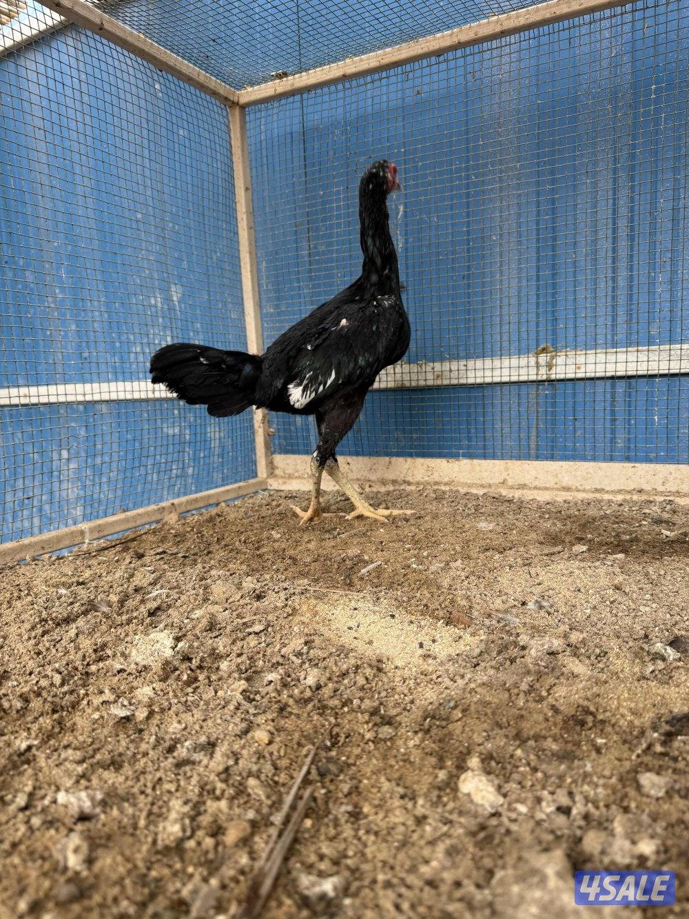 تايلندي رفيع0