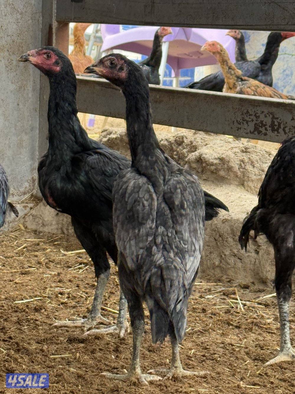 تايلندي رفيع1