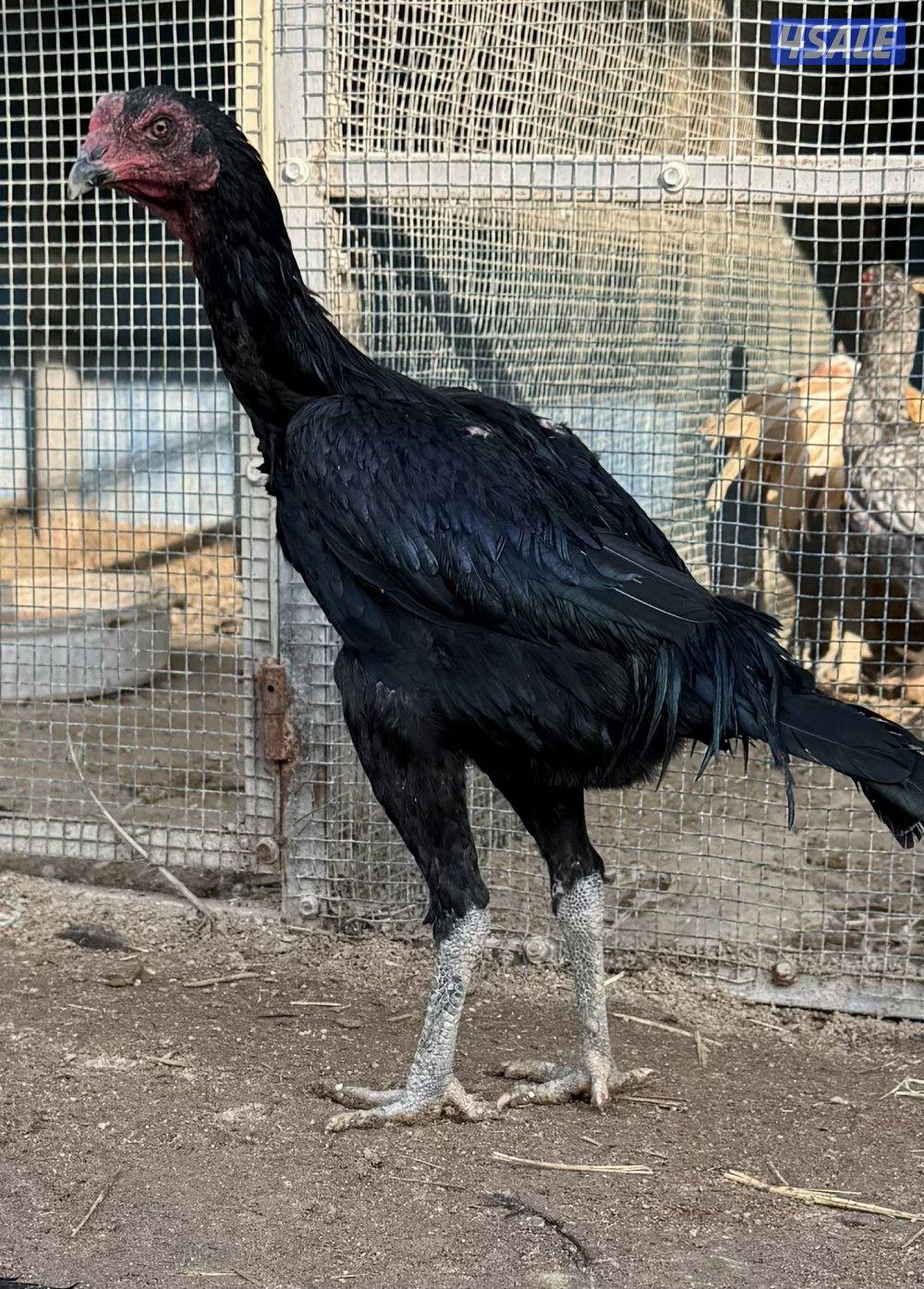 تايلندي رفيع2