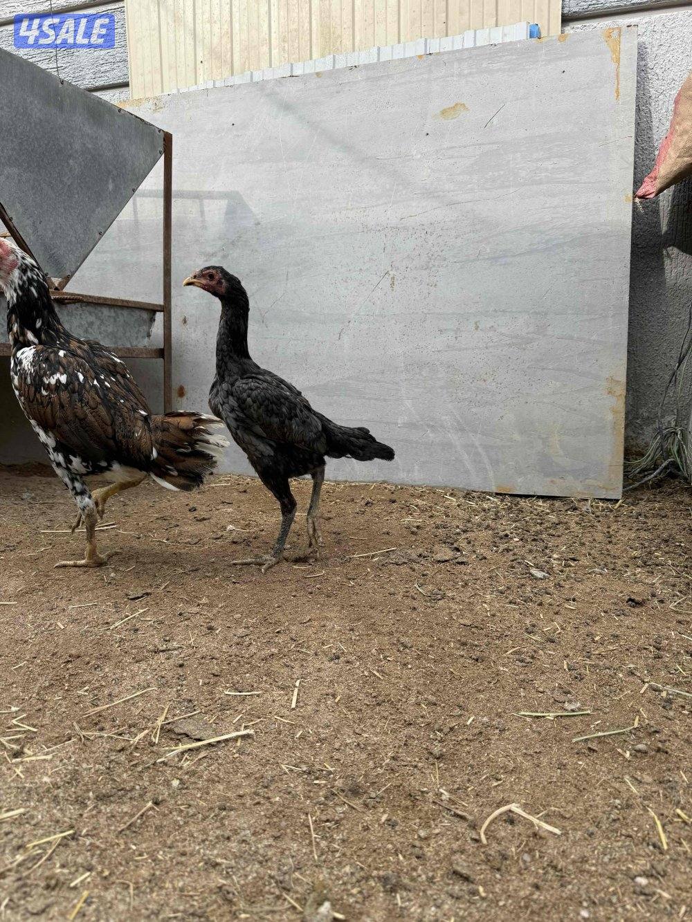 تايلندي رفيع4