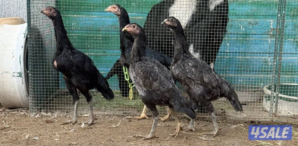 تايلندي رفيع3