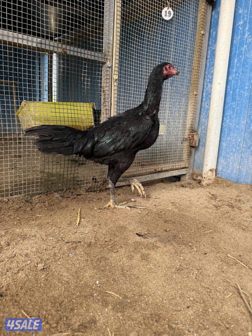 تايلندي رفيع5