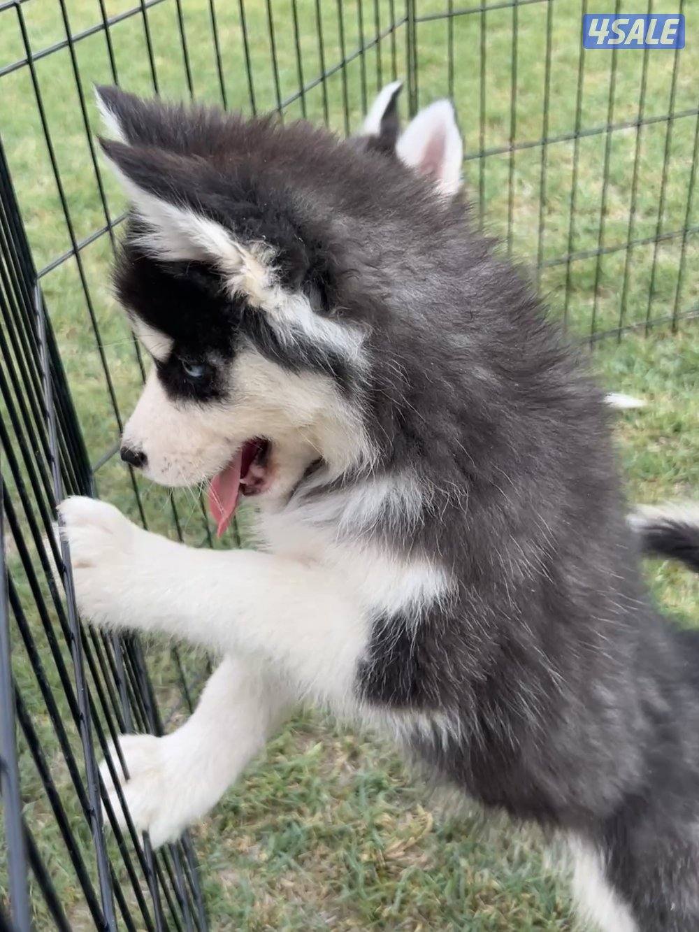 Siberian Husky 🐾0