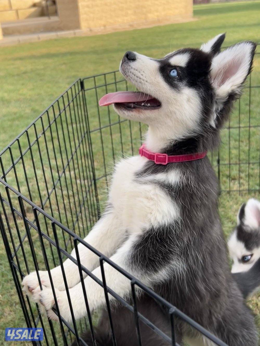 Siberian Husky 🐾1