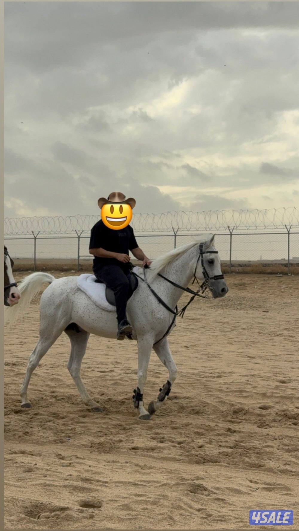 حصان بولش فاخر رفيع0