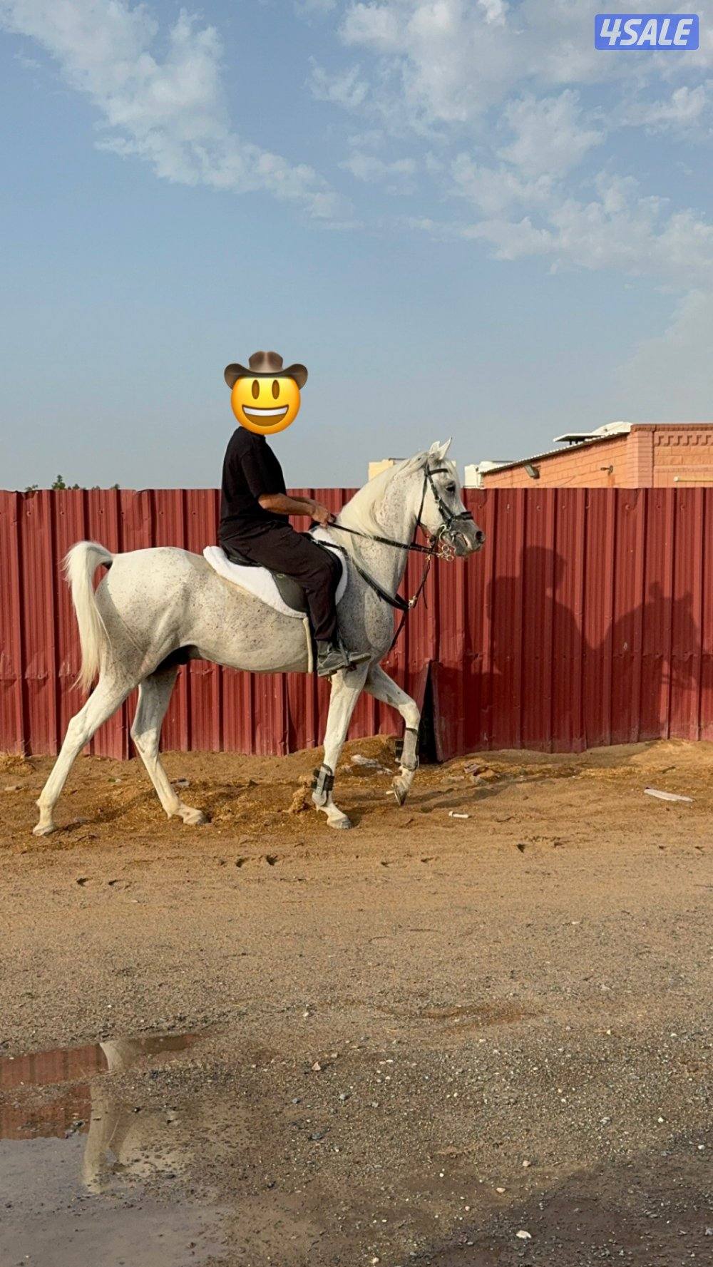 حصان بولش فاخر رفيع1