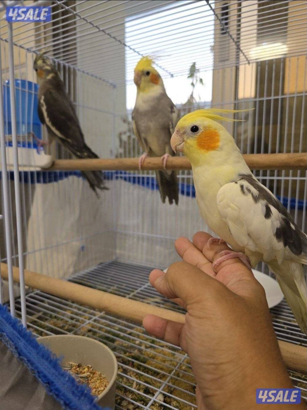 كوكتيل ربوه زوج مع فروخهم ٣0