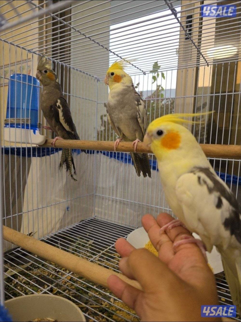 كوكتيل ربوه زوج مع فروخهم ٣1