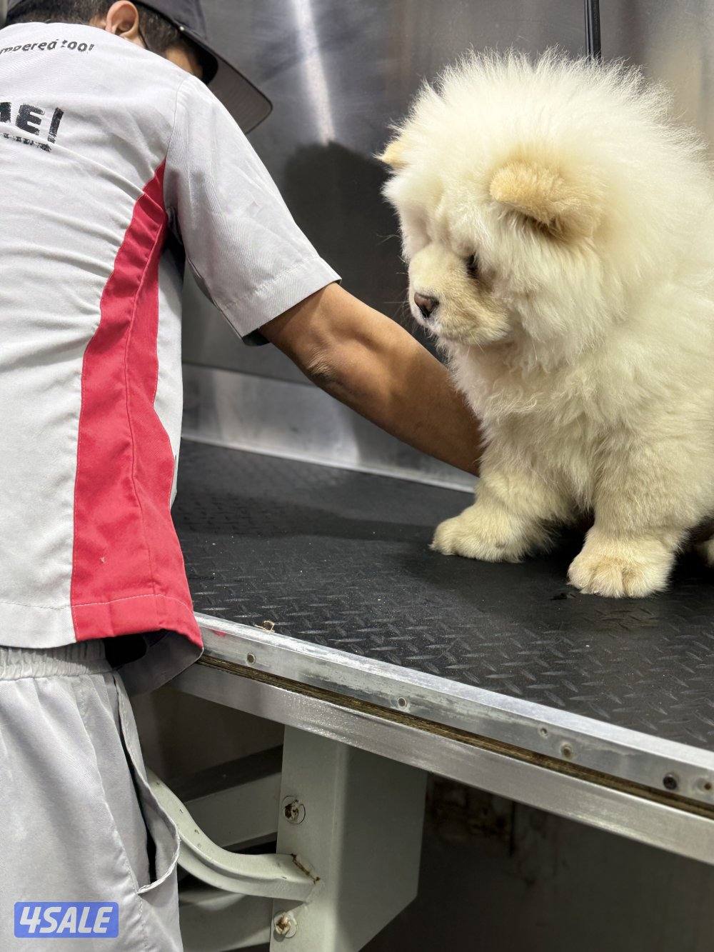 للبيع ذكر جاوجاو من روسيا عمر ٤ شهور معاه دفتر تطعيماته4