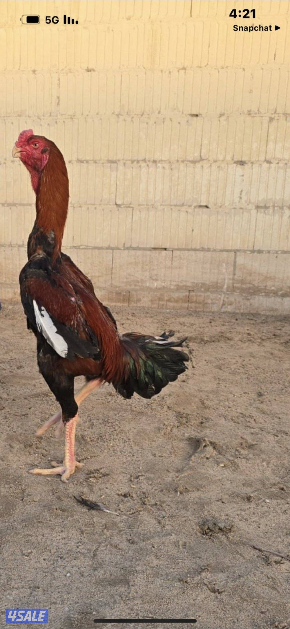 للبيع دجاج هندي سلالات ابطال0