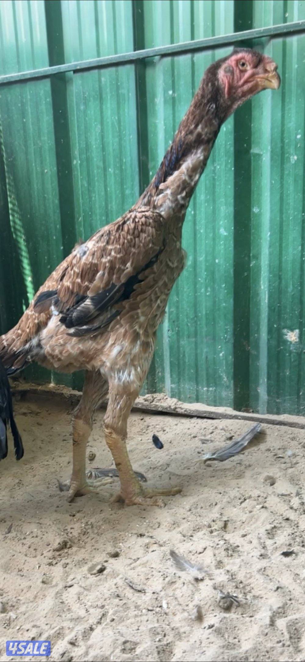للبيع دجاج هندي سلالات ابطال1