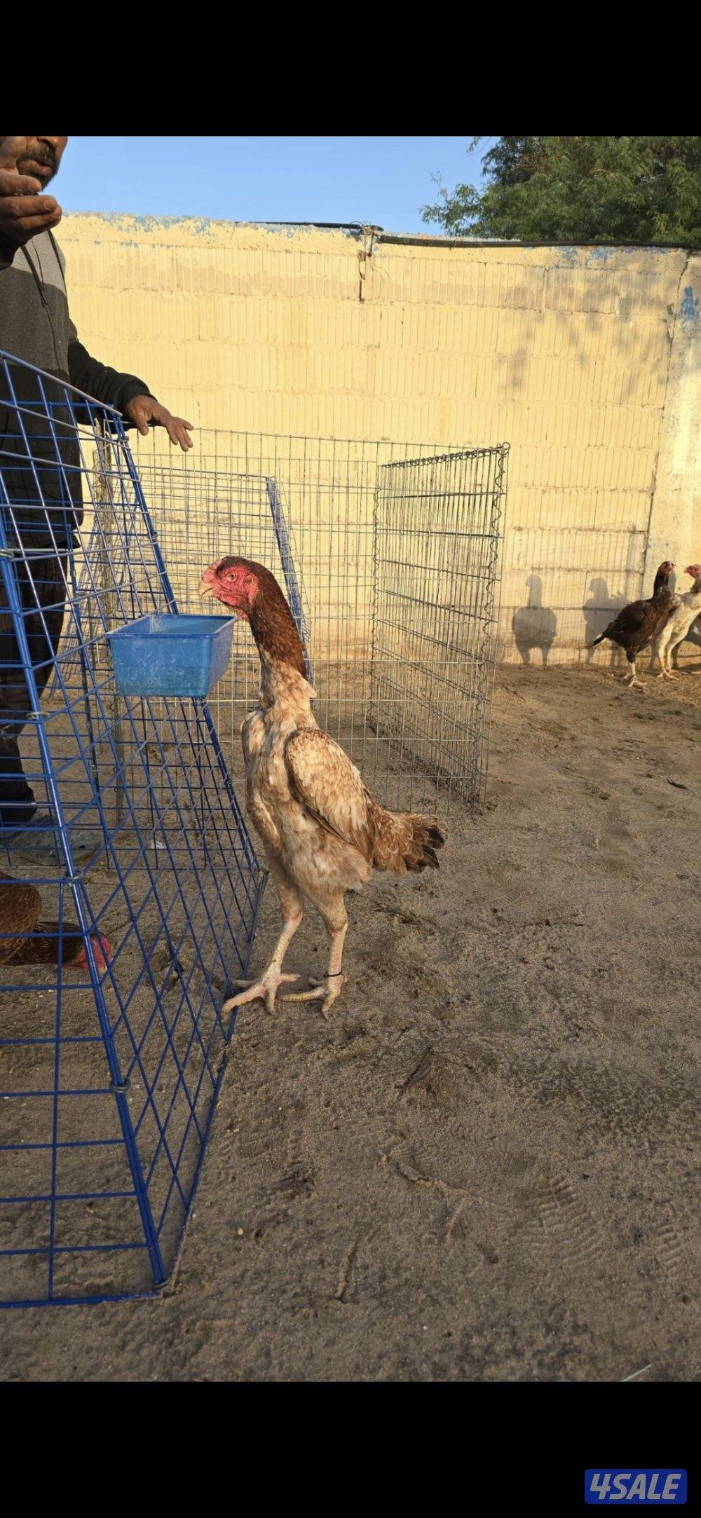 للبيع دجاج هندي سلالات ابطال2