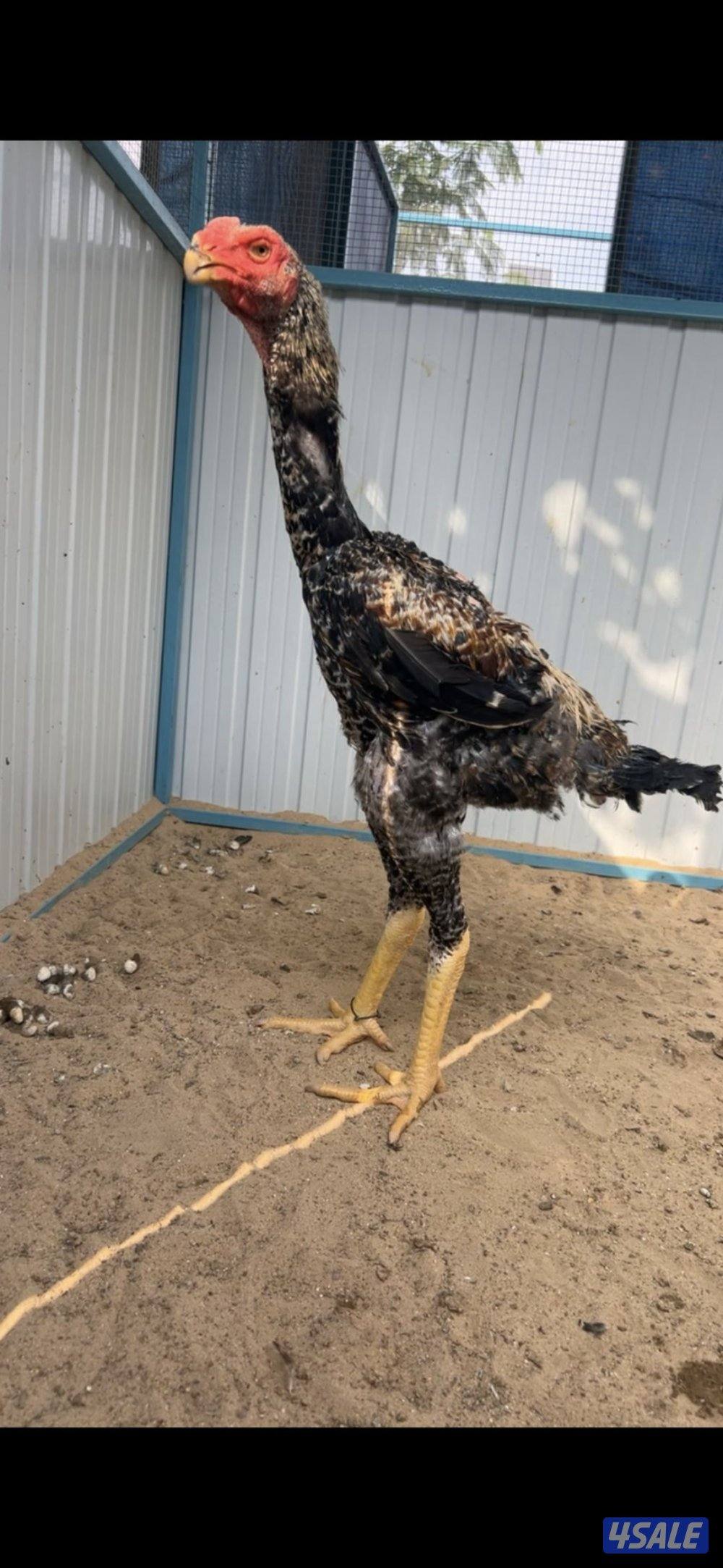 للبيع دجاج هندي سلالات ابطال3