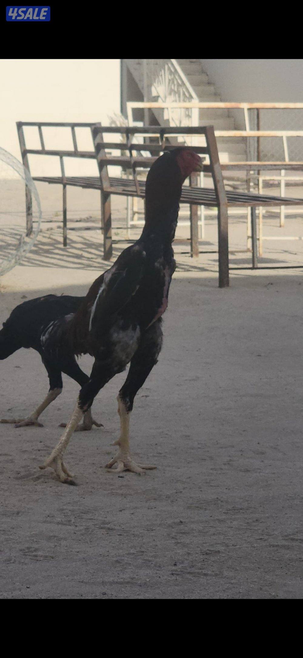 للبيع دجاج هندي سلالات ابطال4