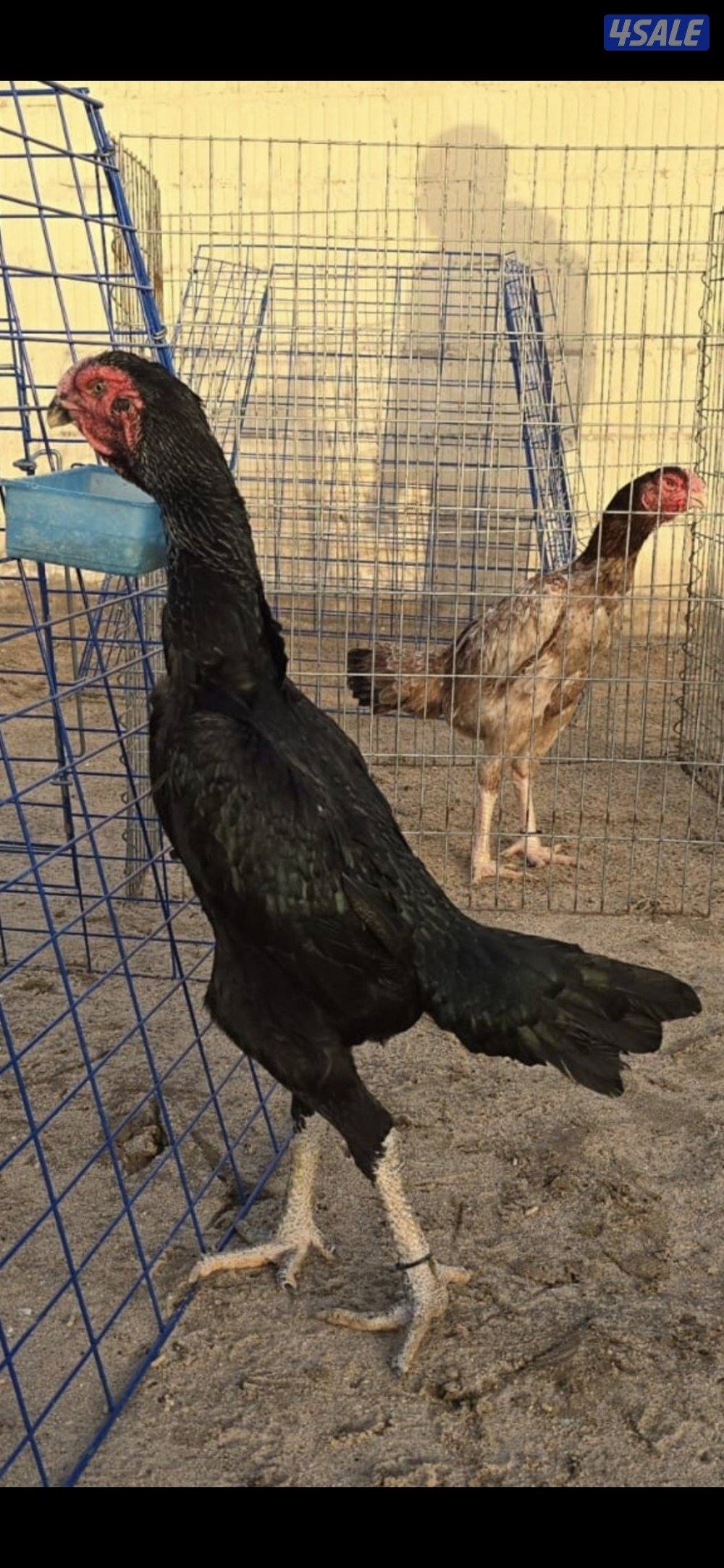 للبيع دجاج هندي سلالات ابطال5