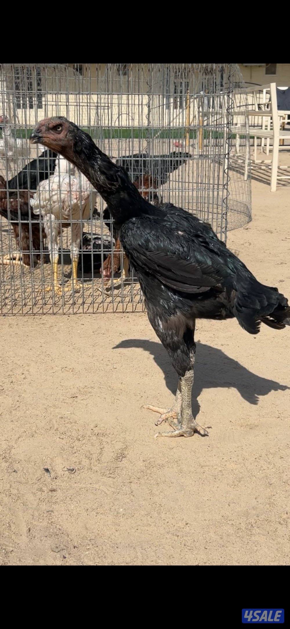 للبيع دجاج هندي سلالات ابطال6