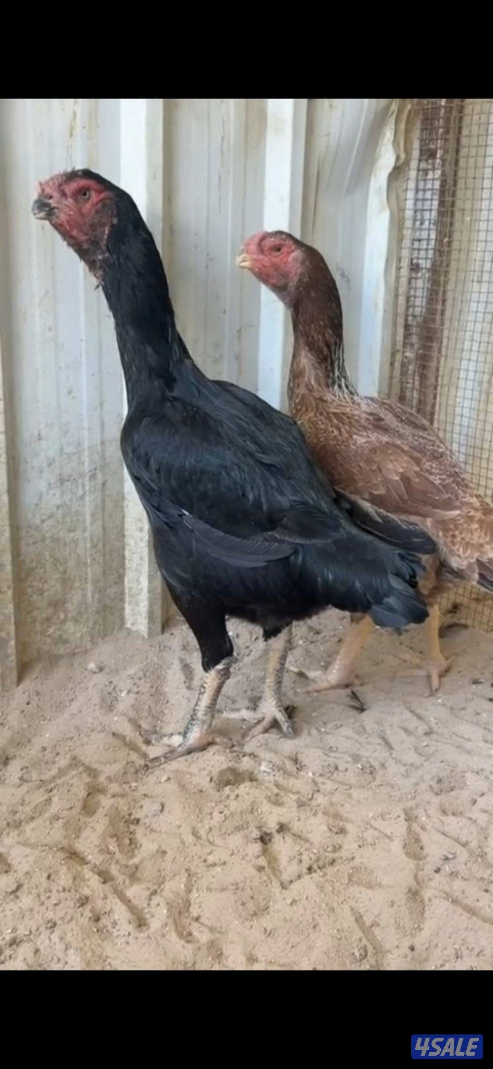 للبيع دجاج هندي سلالات ابطال7