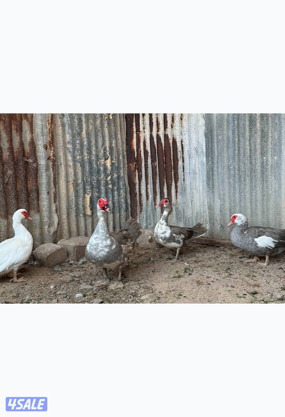 مجاميع بط مصري2