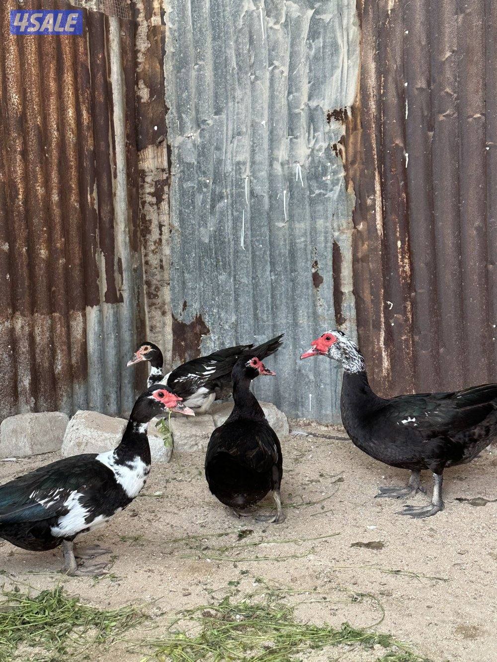 مجاميع بط مصري3