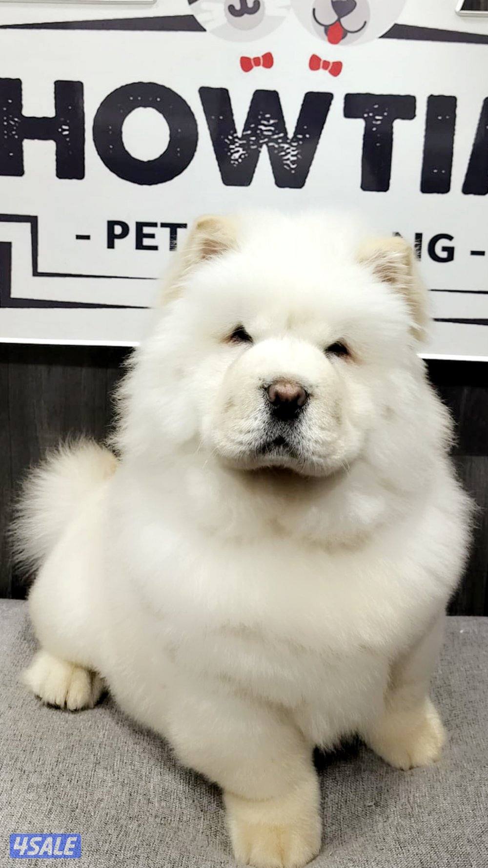 للبيع ذكر جاوجاو من روسيا عمر ٤ شهور معاه دفتر تطعيماته5