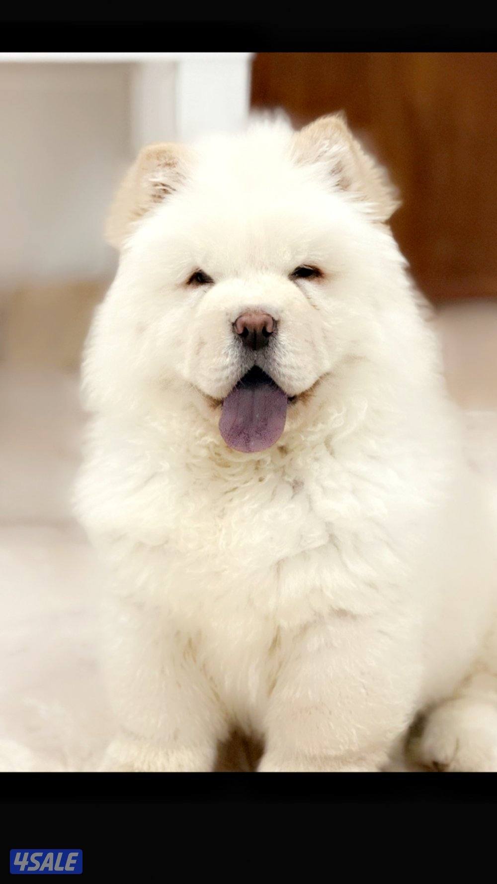 للبيع ذكر جاوجاو من روسيا عمر ٤ شهور معاه دفتر تطعيماته6