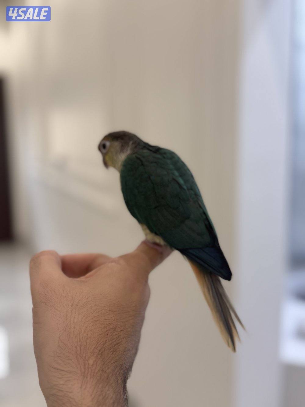 كنيور ربوه العمر 4 شهور جناح كامل1