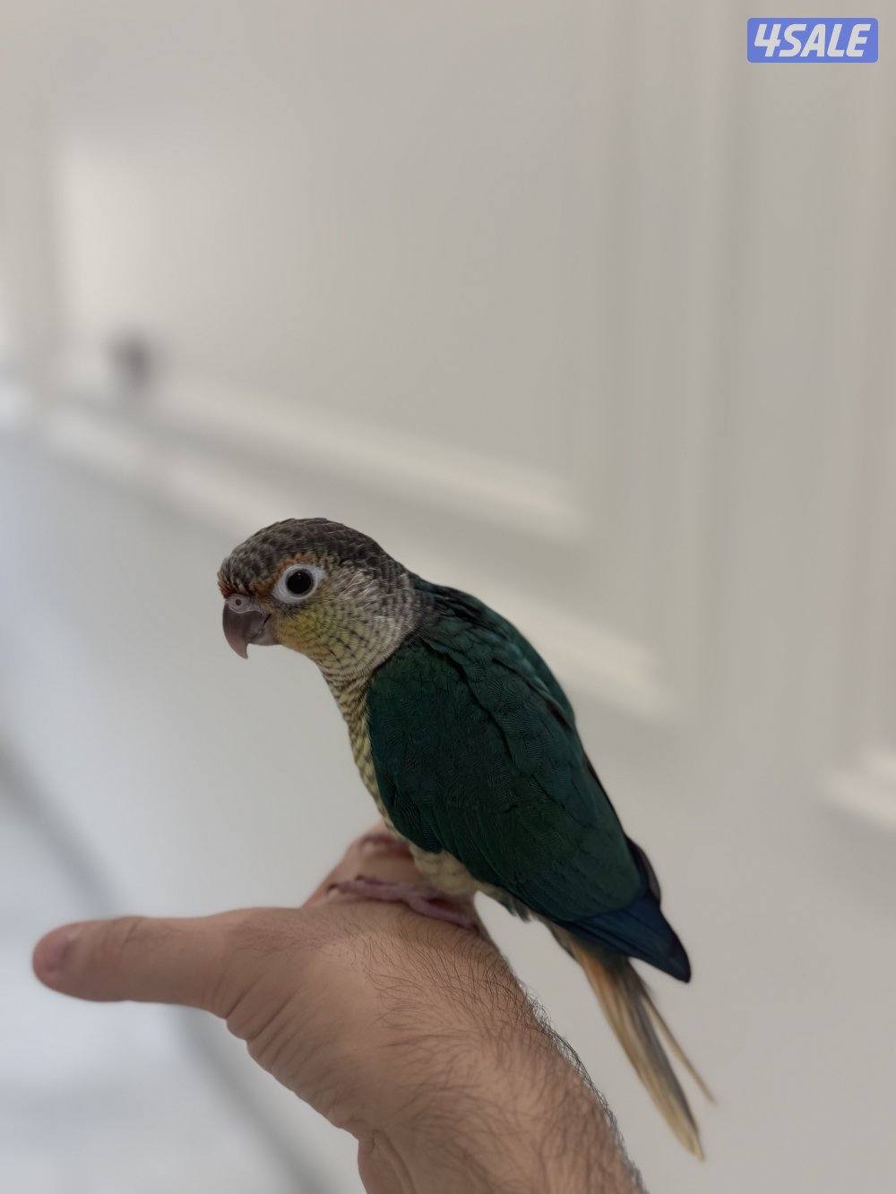 كنيور ربوه العمر 4 شهور جناح كامل2