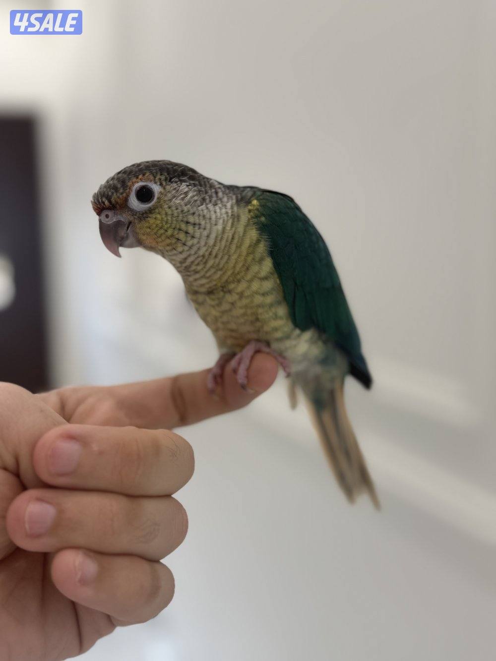 كنيور ربوه العمر 4 شهور جناح كامل3