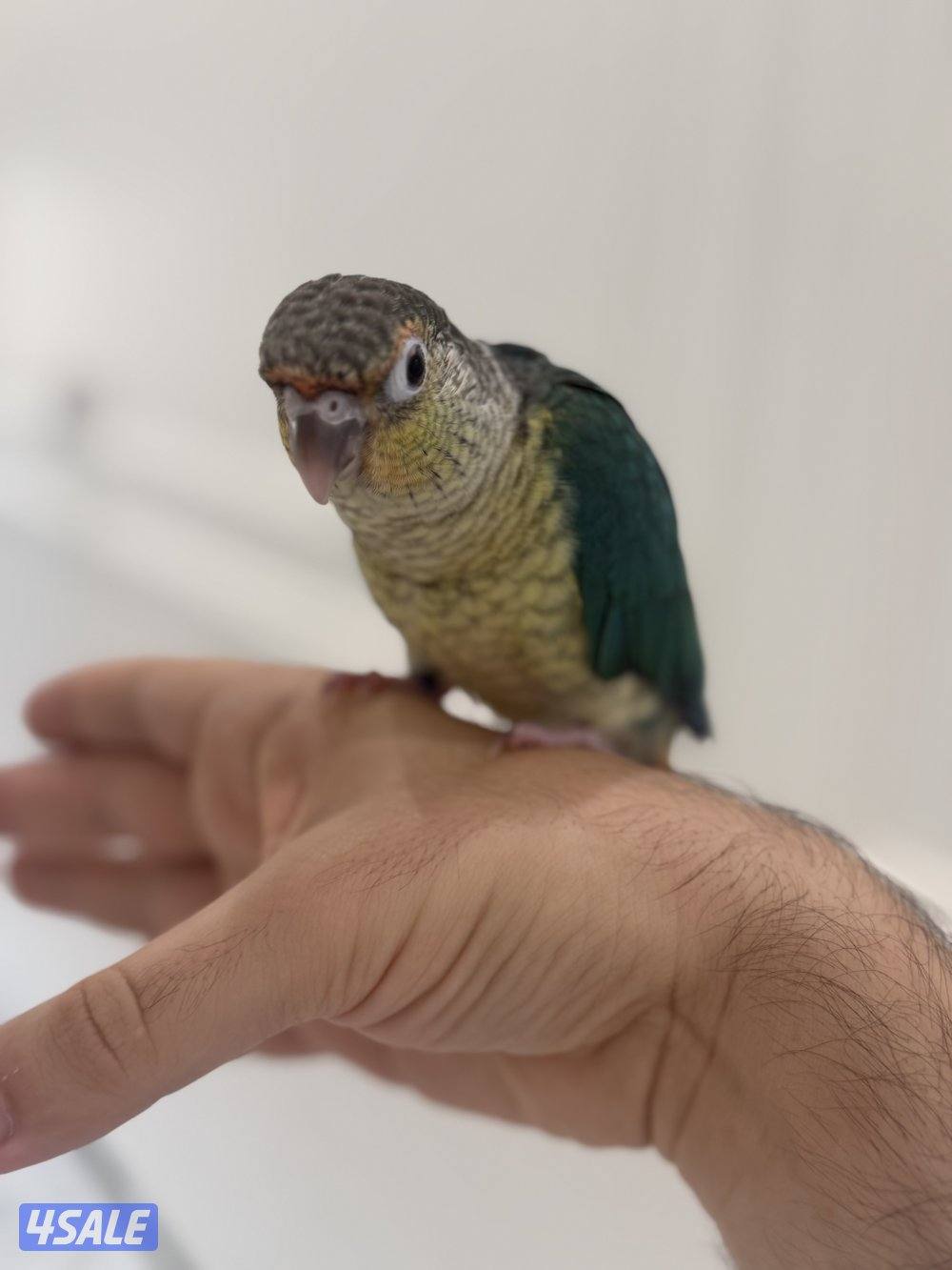 كنيور ربوه العمر 4 شهور جناح كامل5