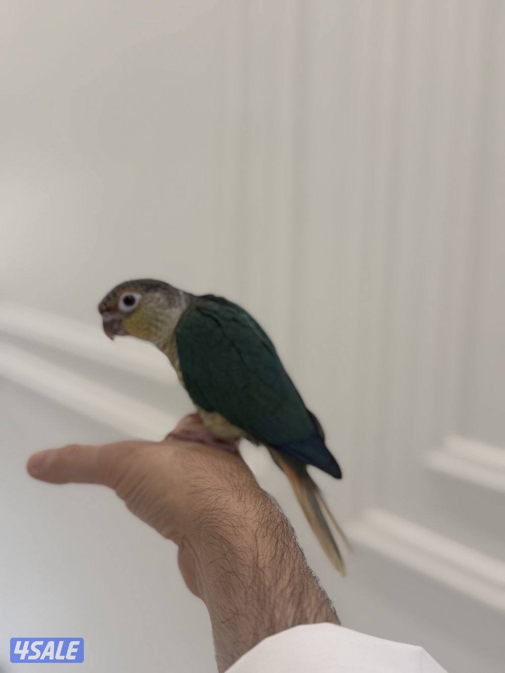 كنيور ربوه العمر 4 شهور جناح كامل6