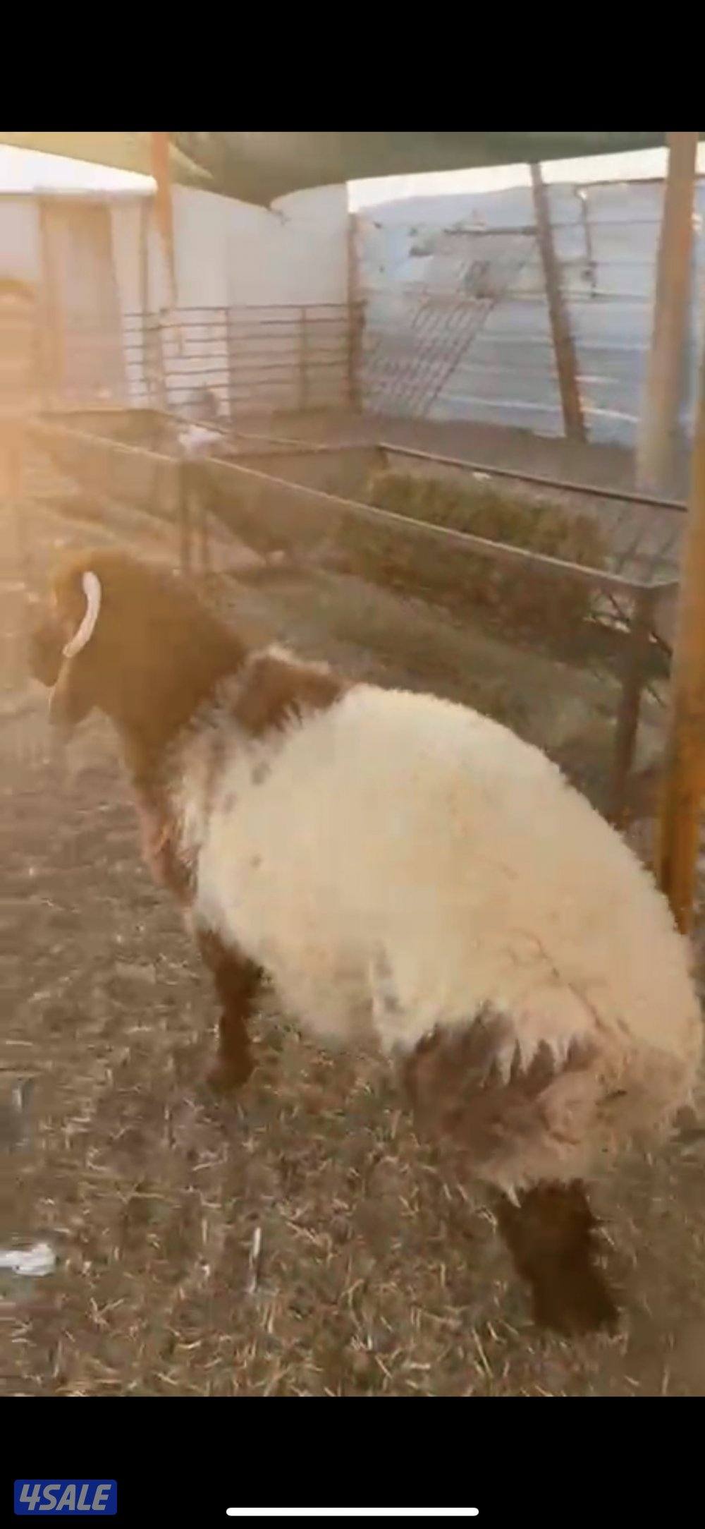 للبيع طلي نعيمي شرط السمن0