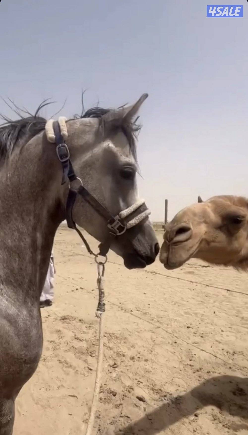 حصان بلدي طيب والصامل ماني مقصر معه0