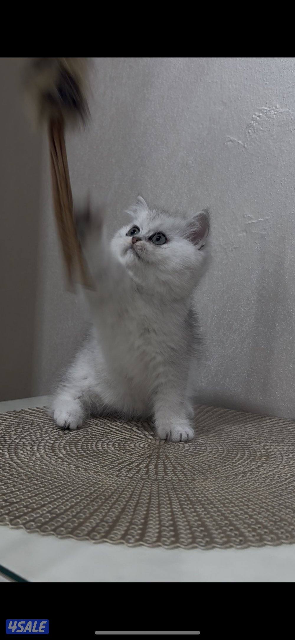 للبيع بريتش بيور شولد0