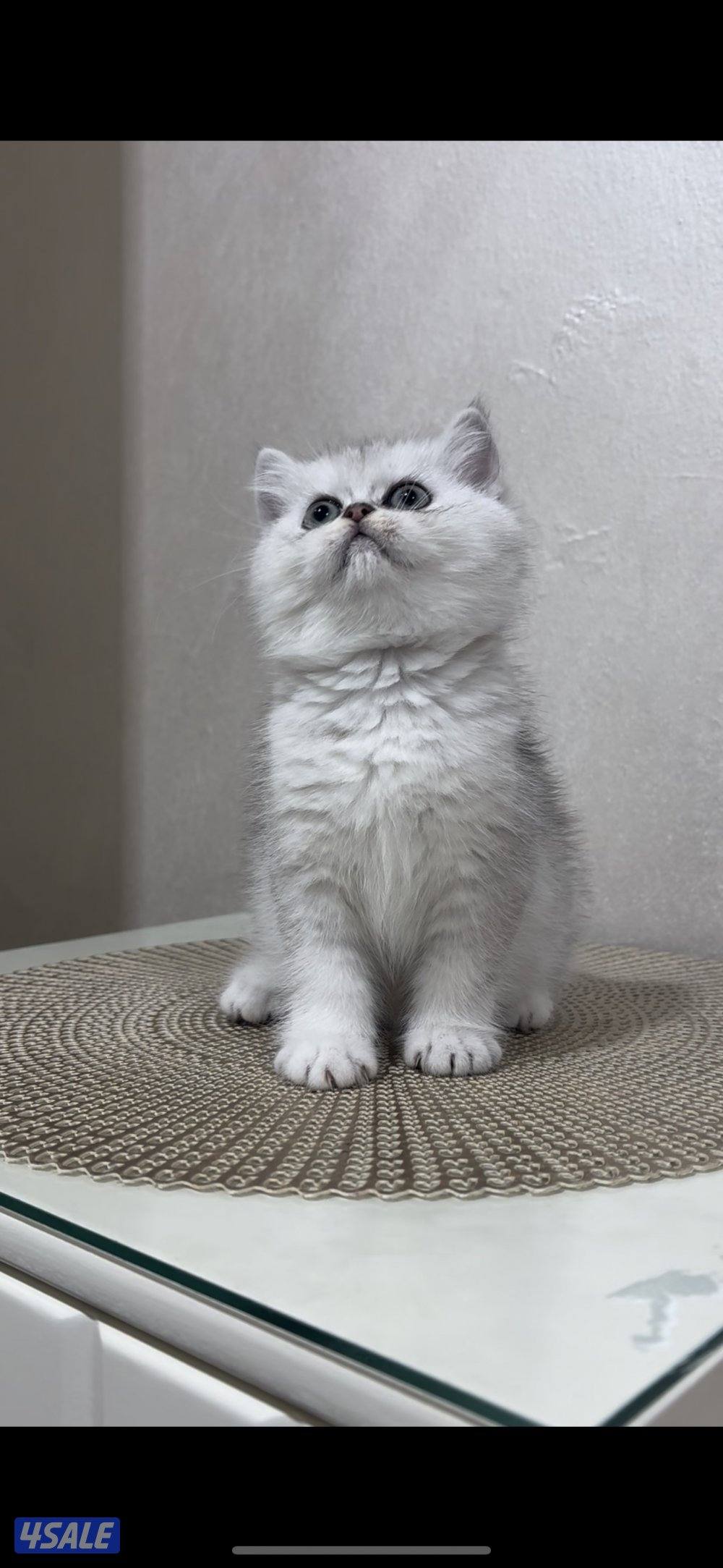 للبيع بريتش بيور شولد1