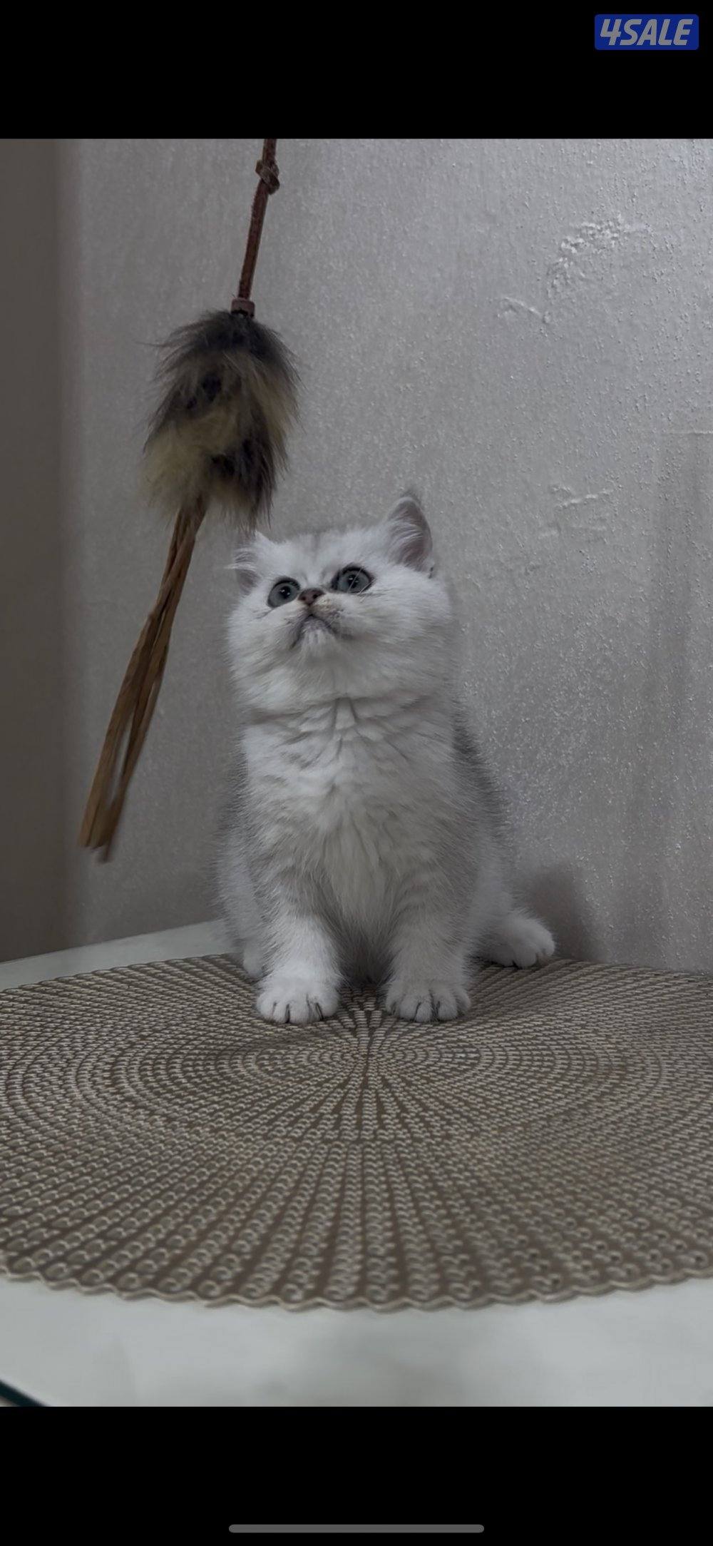 للبيع بريتش بيور شولد2