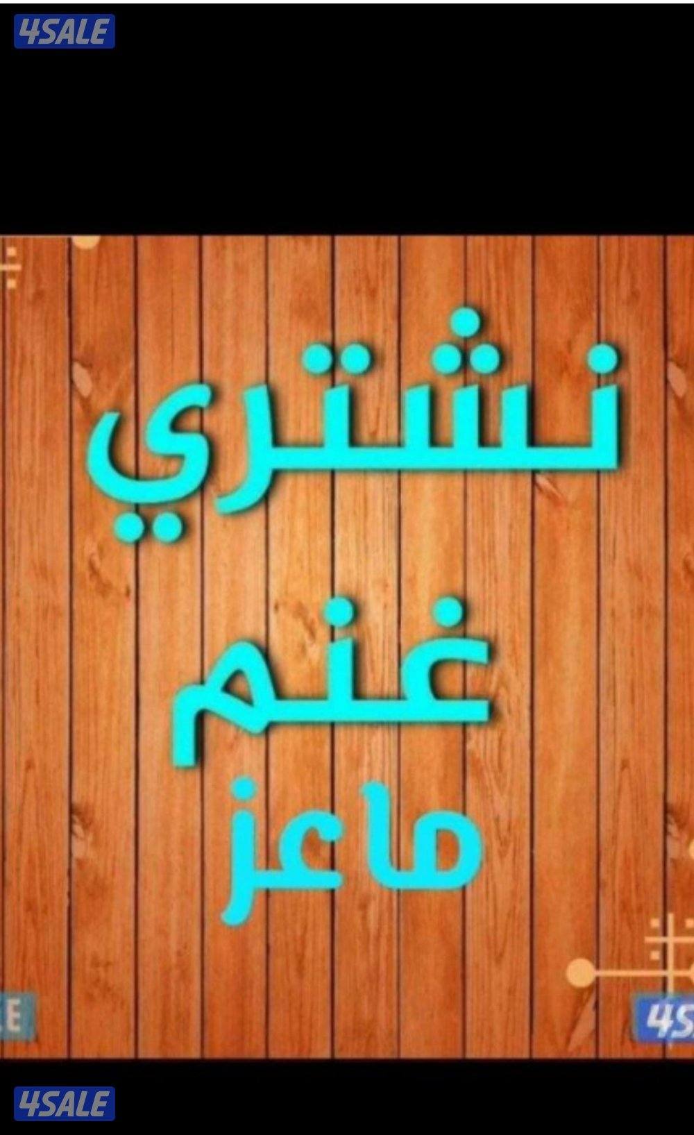 نشتري غنم ومعزه والعدد مفتوح0