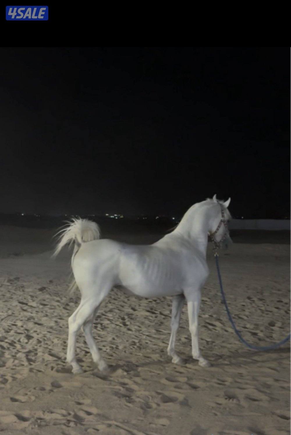خيل مصري2