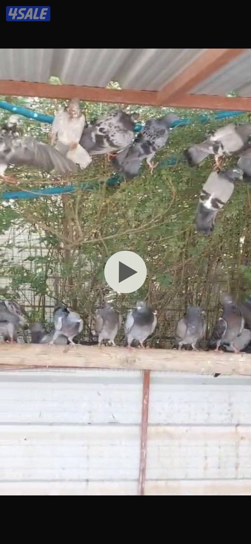 للبيع حمام دشاشي0