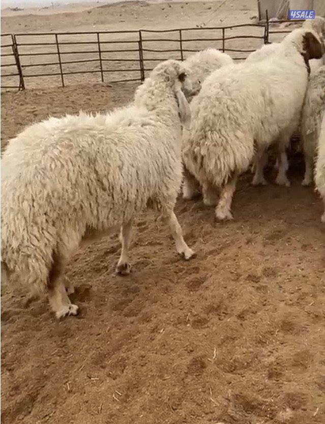 26غنم عواس مع الفحل فاخرة ونادرة فيهم10سوناروالباقي توة مقرعة8