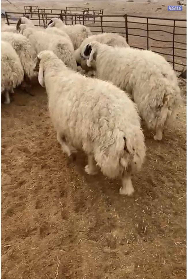 26غنم عواس مع الفحل فاخرة ونادرة فيهم10سوناروالباقي توة مقرعة1