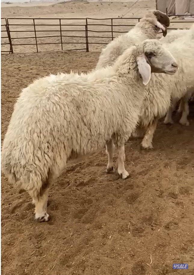 26غنم عواس مع الفحل فاخرة ونادرة فيهم10سوناروالباقي توة مقرعة9