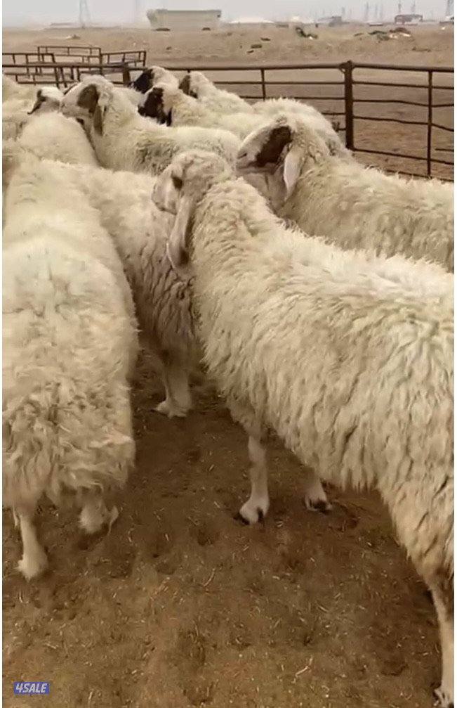 26غنم عواس مع الفحل فاخرة ونادرة فيهم10سوناروالباقي توة مقرعة12