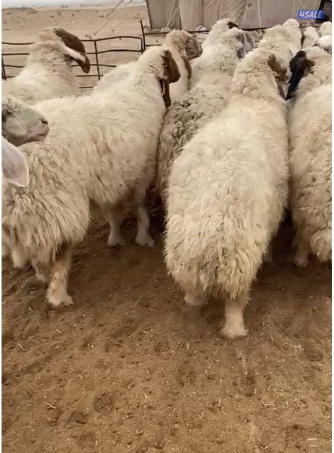 26غنم عواس مع الفحل فاخرة ونادرة فيهم10سوناروالباقي توة مقرعة11