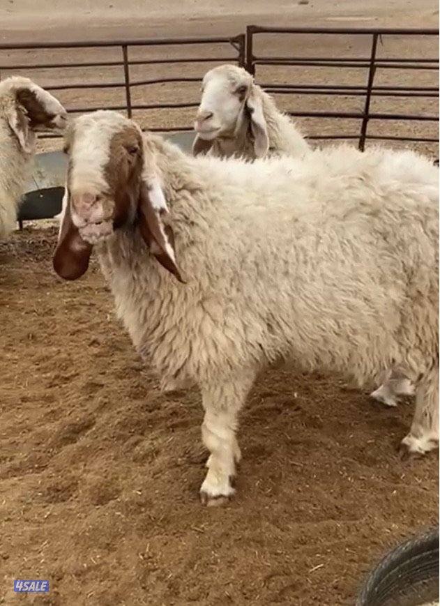 26غنم عواس مع الفحل فاخرة ونادرة فيهم10سوناروالباقي توة مقرعة13