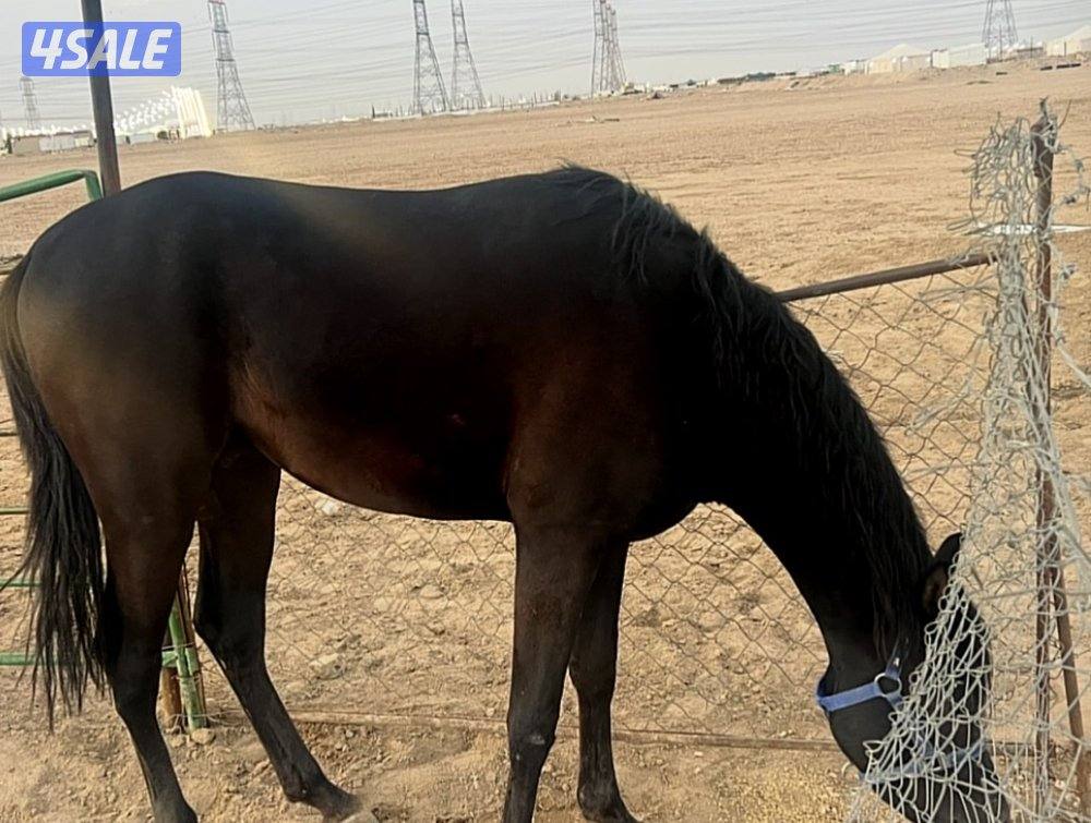 للبيع حصان ادهم1