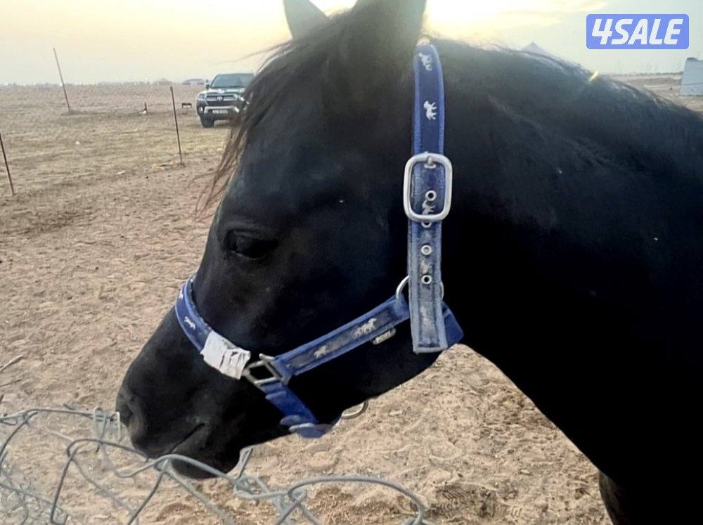 للبيع حصان ادهم2
