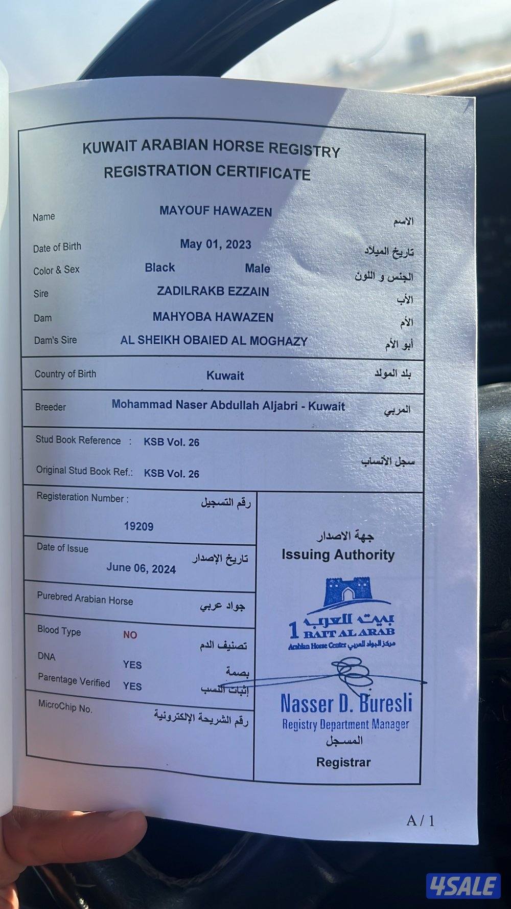 للبيع حصان ادهم3