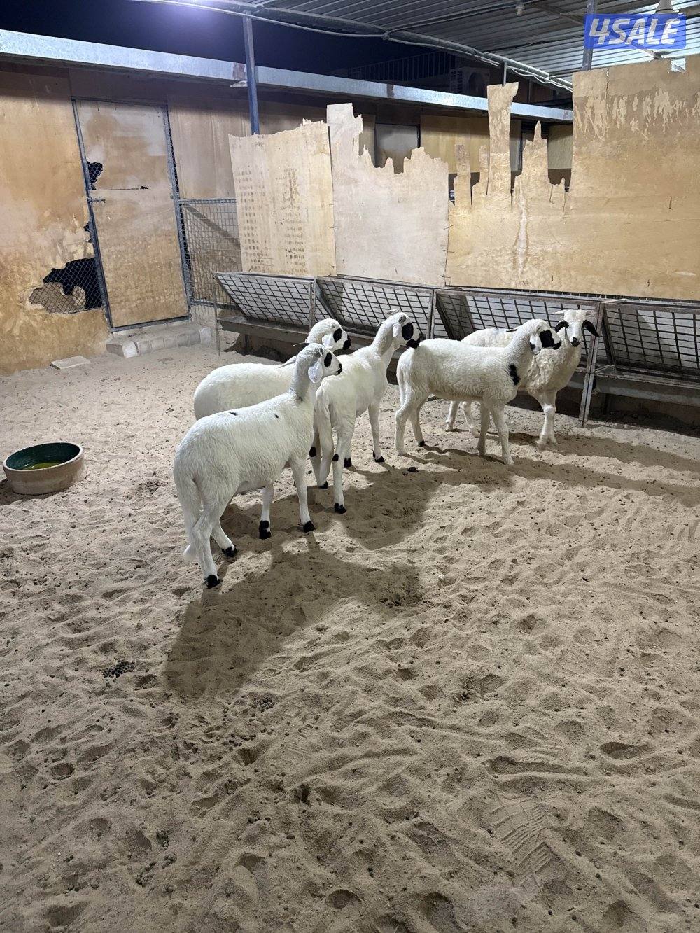 للبيع طليان صردي المغربي0